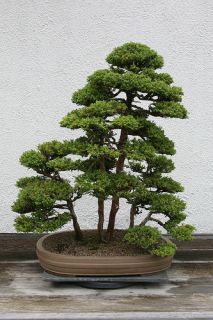 cedar bonsai in Bonsai