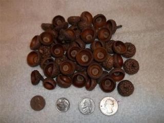 50 FIFTY SINGLE CLEAN ACORN CAPS NATURAL CRAFTS ART PROJECTS WILDLIFE 