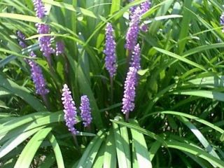 BIG BLUE LIRIOPE aka MONKEYGRASS ~ 10 Plants ~ L@@K