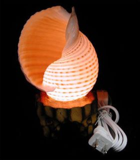 Beautiful Large Seashell Lamp made from a Real Selacosa Shell 6 w 