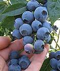 SD0500 Northern Highbush BLUEBERRY Seeds, Vaccinium Corymbosum Fruit 