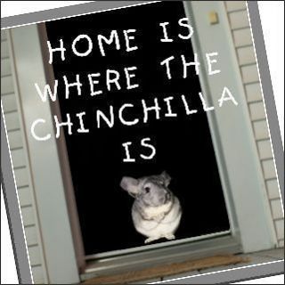 Collectibles  Animals  Small Pets  Chinchillas