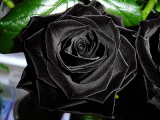 ª˜¨¨¯¯¨¨˜ª¤ BLACK ROSE 5 SEEDS AL1985SC ROSE BUSH ¤ª 
