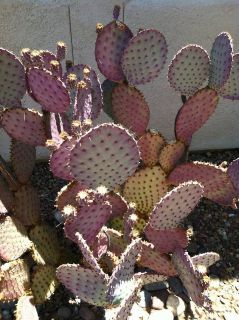   Purple Santa Rita Prickly Pear Cactus Plant Pad Cuttings Lot 3