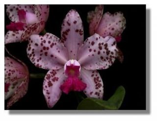Cattleya amethystoglossa (AM/AOS Parent) species Orchid