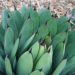 agave plant in Plants