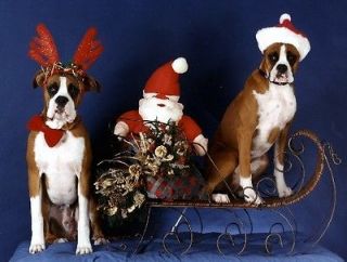 Pet Christmas CardsDog Boxer Sleigh Ride