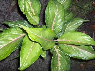   Aglaonema Siam Pearl Chinese Evergreen Tropical House Plant