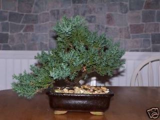 Japanese Dwarf Juniper Bonsai Tree GREAT GIFT 