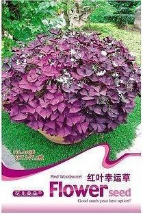 Pack 2 Seeds Red Oxalis Woodsorrel Triangularis Flower Seed A058