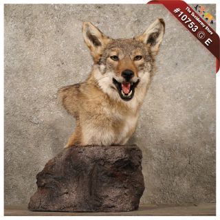 10753 E  Pedestal Coyote Shoulder Taxidermy Head Mount (Canine~Wolf 