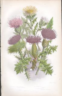 Antique 1860 Color Flower Plant Print Ann Pratt Botanical Plate Plume 