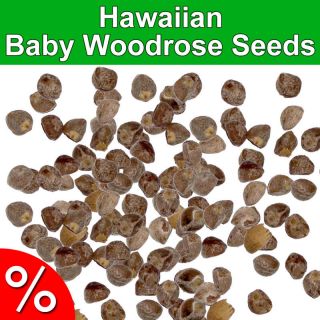 50 Hawaiian Baby Woodrose seeds   Argyreia nervosa   organic quality