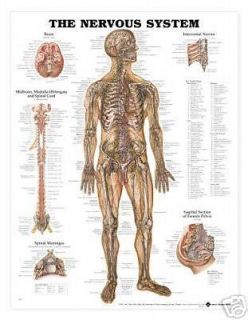 anatomical charts in Science & Medicine (1930 Now)