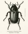  Engraving Bates Whymper Clavipalpus Antisanae Beetle Entomology Andes