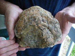   Fossil REAL DINOSAUR POOP Coprolite Dino Valley Utah DUNG Poo
