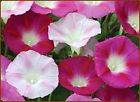 MORNING GLORY GIANT Annual Flower Vine Mix 10 Seeds