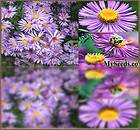 300 Aster NEW ENGLAND Flower Seeds ~ PERENNIAL ~ SUN & PARTIAL SHADE 