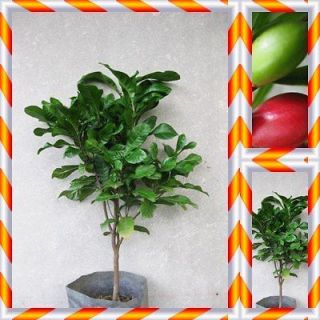 MIRACLE FRUIT PLANT 15Tall Free Phyto Save Dollar ^๐^