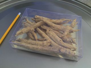 Extra Large 1/2 lb (8 oz) American Ginseng Root   The Root to Health 