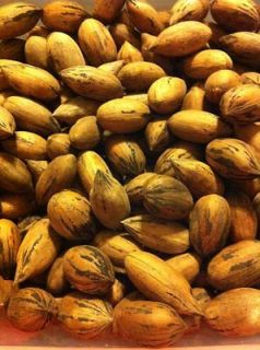 2012 In Shell PECANS Nuts 10 pounds Alabama Crop No.18