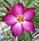 PURPLE_PICOTEE​100 SEED OF ADENIUM OBESUM FRESH