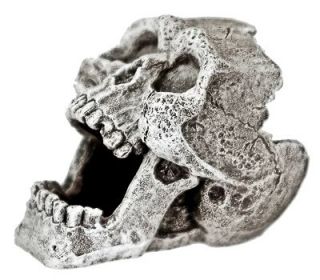   Human Skull Replica 816 ~ aquarium ornament fish tank decoration