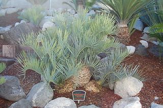   Trispinosus Rare Spineless Form Blue Cycad Garden Cactus Plant
