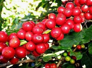 Arabica Coffee Plant * Seed Packet with Planting Information