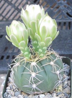 Gymnocalycium denudatum sawsoba Small Ball Cactus