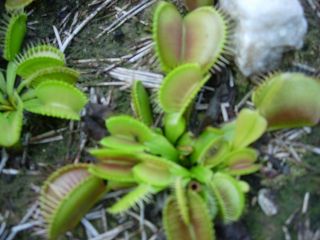 35+ Red Top x Dente Venus flytrap carnivorous plant seeds