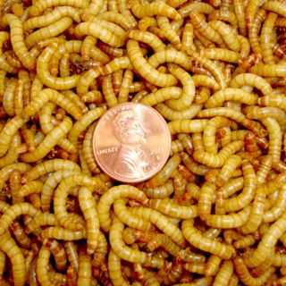 live mealworms in Reptile Supplies