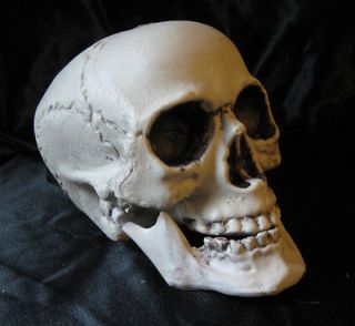 Lifesize Realistic Human L Adult Sized Skull Halloween Party Prop 