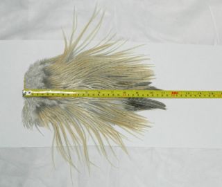 GRIZZLY CREAM DUN Rooster SADDLE Hackle FEATHERS hair extensions