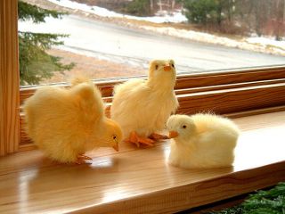 Easter BABY CHICKENS plush fur FURRY ANIMAL REPLICA toy ck023 FREE 