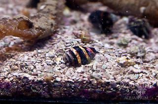 Bumble Bee Snail 25 Pack (Engina sp.) Live Saltwater Invertebrate