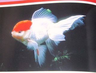 Fish Book P Fancy Japanese Goldfish Ranchu Tropical R