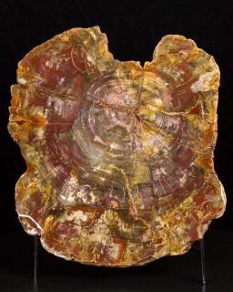   Magenta Red PETRIFIED WOOD Polished Slice Madagascar w/Stand for sale