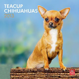 Teacup Chihuahuas 2013 Wall Calendar