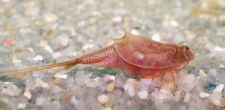 shrimp fossil in Vertebrates