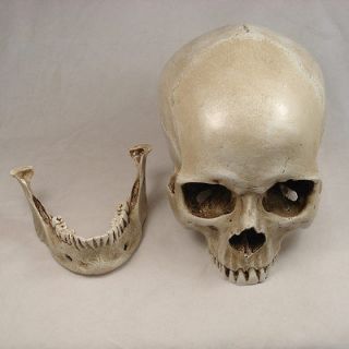 Brand New A21 3 Part Skull 3B Medical Model Human Anatomy Replica