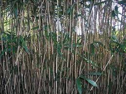 Lot of six Japonica Japanese Arrow Bamboo Plant Live Rhizomes free 