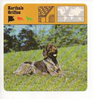 Korthals Griffon   Human Dwellings Animal Safari Card