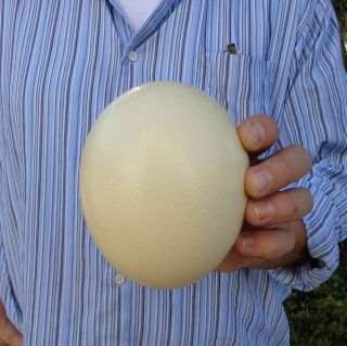   South African Ostrich Egg for arts & crafts painting   taxidermy # (S