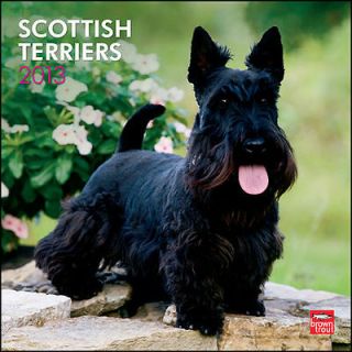 Scottish Terriers 2013 Wall Calendar