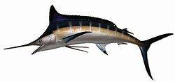 94 Blue Marlin Half Mount Fish Replica Taxidermy