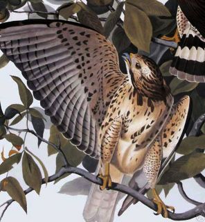 Ltd. Ed. Loates Audubon BROAD WINGED HAWK Bird Print