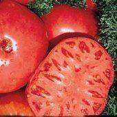 Tomato Brandywine Red non GMO Heirloom 25 vegetable seeds