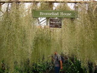 Bromeliad Tillandsia Usneoides Trailing Air Plant Simple Hardy Garden 