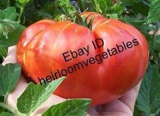 30 Pusta Kolox Giant Hungarian Heirloom tomato seeds. ***SAME DAY 